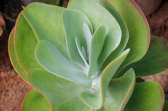 A detailed high angle view of the pale green paddle shaped leaves of a healthy Kalanchoe thyrsiflora succulent plant showing layered rosette growth.