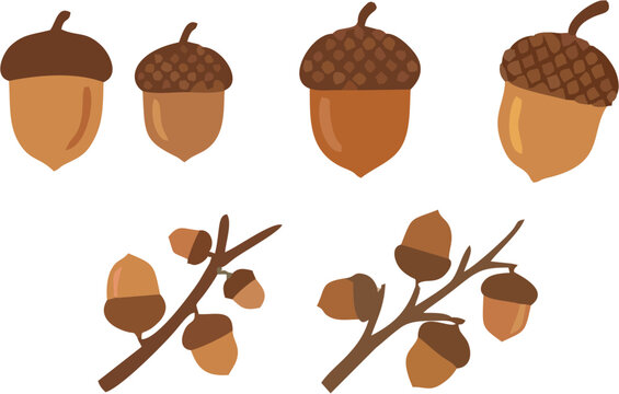 Autumn Acorns Set Vector Illustration Isolated on White Background