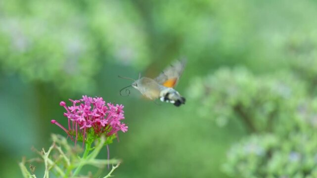 Hummingbird Hawk-Moth (Macroglossum stellatarum) Hovering and Feeding on Nectar