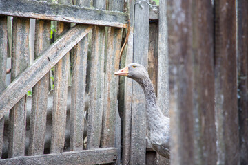 goose on a farm in the village. close-up. © Таня Микитюк