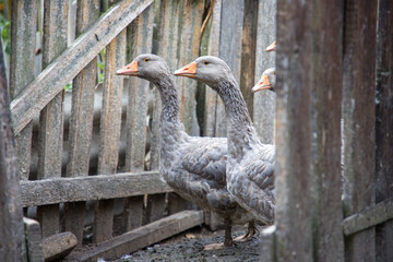 goose on a farm in the village. close-up. © Таня Микитюк