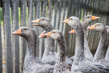 Flock of gray geese on the farm. Close-up © Таня Микитюк