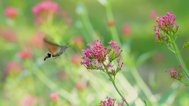 Hummingbird Hawk-Moth (Macroglossum stellatarum) Hovering and Feeding on Nectar