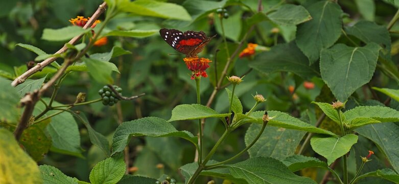 butterfly on flower