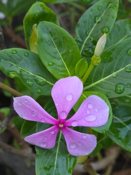 Rain Kissed Purple Flower In Garden