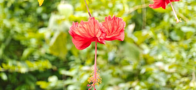 red poppy flowers