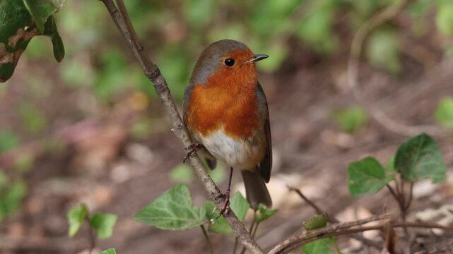 Cute European robin (close-up) rubs beak on branch and flies away against blurry foliage background
