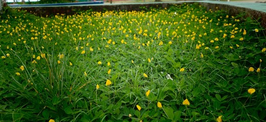 green grass field © stiwar