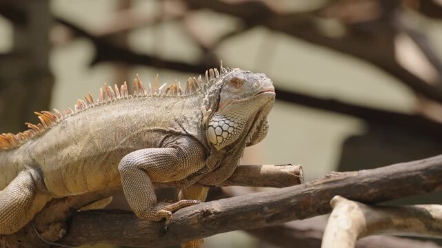 Green Iguana Resting on Branch with Prominent Dorsal Spines