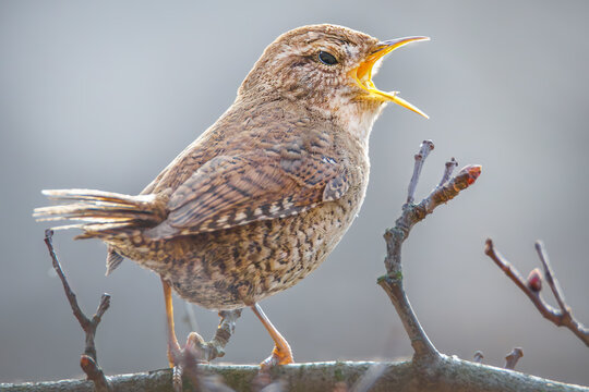 Singender, zwitschernder Zaunk&ouml;nig auf einem Ast