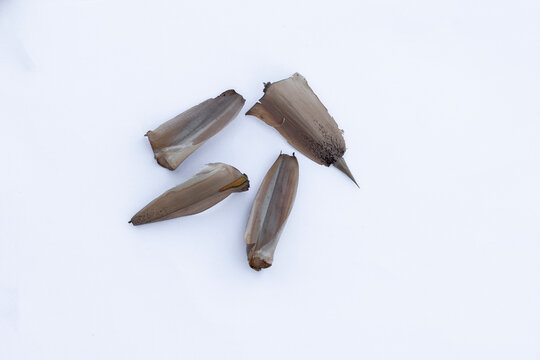 Dry bamboo culm sheath pieces isolated on white background for natural material and traditional craft. dried Bambusa sheath leaves isolated on white background for organic natural background design