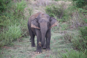 Obraz premium Elephant cools off in river water while splashing mud with its trunk during hot weather.