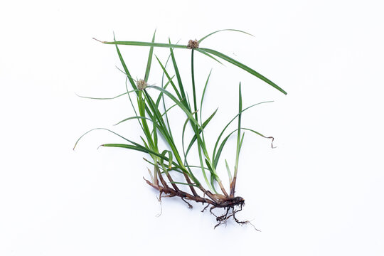 Cyperus rotundus nut grass plant with roots isolated on white background for traditional herbal medicine. Wild Cyperus rotundus nutgrass plant isolated on white background