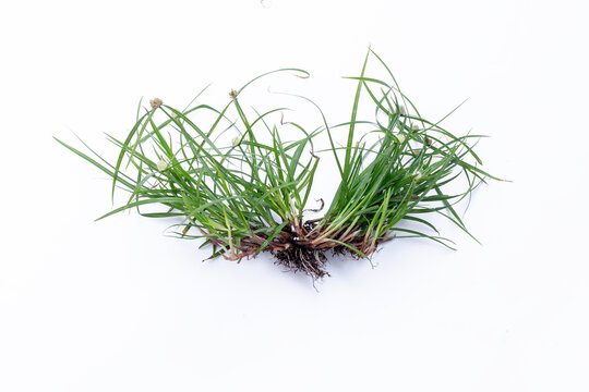 Cyperus rotundus nut grass plant with roots isolated on white background for traditional herbal medicine. Wild Cyperus rotundus nutgrass plant isolated on white background