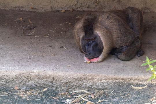 Drill (Mandrillus leucophaeus) Lying on the Ground Near a Peanut