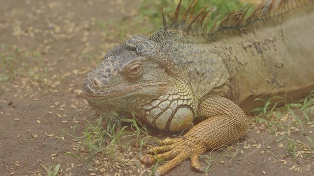 Green Iguana Resting on Ground in Close Side View