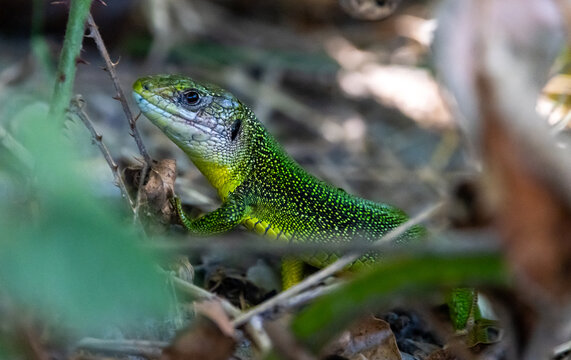 Reptile