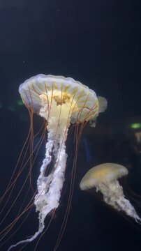 Jellyfish Swimming Gracefully in an Aquarium