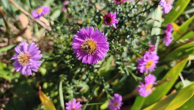 A honeybee collects nectar from a bright purple aster flower in full bloom on a sunny day