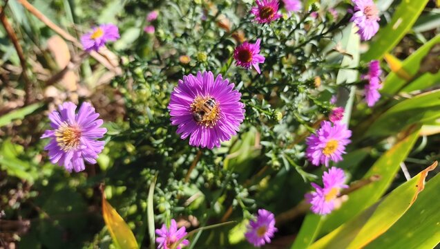 A honeybee collects nectar from a bright purple aster flower in full bloom on a sunny day