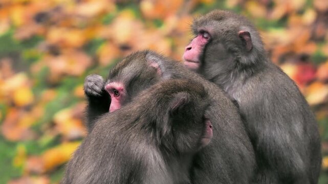 Japanese macaques huddling together closely for warmth.