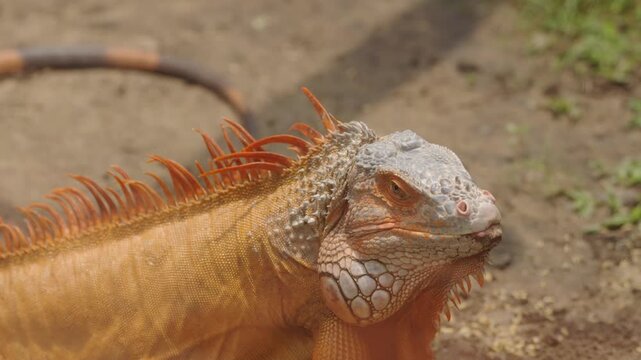 Orange Green Iguana Head and Face in Detailed Side View