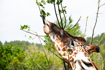 Giraffe at the Sigean Safari Park, France © Edurne