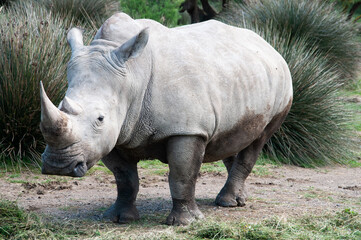 Rhinoceros grazing at Sigean safari, France © Edurne