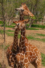 Giraffe at the Sigean Safari Park, France © Edurne