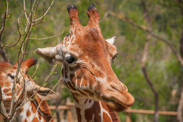 Giraffe at the Sigean Safari Park, France © Edurne
