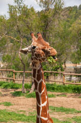 Giraffe at the Sigean Safari Park, France © Edurne