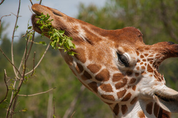 Giraffe at the Sigean Safari Park, France © Edurne
