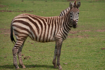 Zebra strolling through the Sigean Safari Park. © Edurne