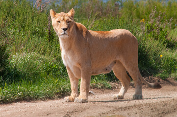 Lion grazing at the Sigean Safari Park, France. © Edurne