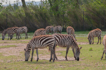 Zebra strolling through the Sigean Safari Park. © Edurne