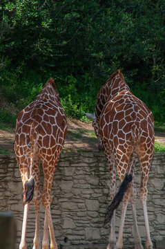 Giraffes at the Sigean Safari Park, France