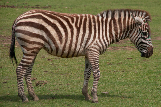 Zebra strolling through the Sigean Safari Park.