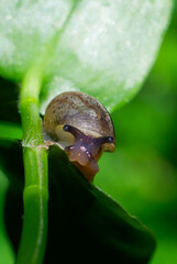 Small Snail on a Leaf in a Southern Chilean Garden © gustavo