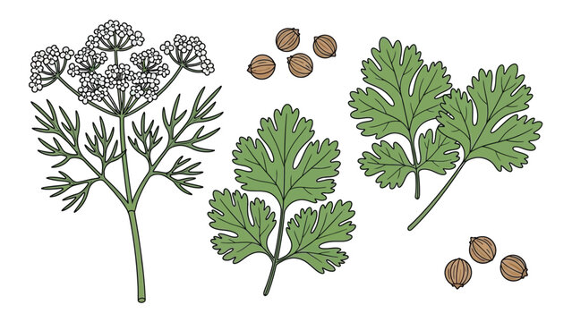 Fresh green cilantro plant showing flowering umbel with seeds and broad culinary leaves isolated on white background digital illustration for food label design.