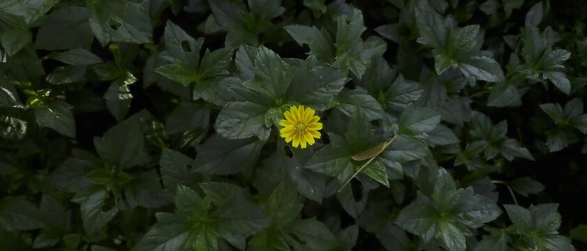 Bright Yellow Flower Surrounded by Lush Green Leaves in Natural Light