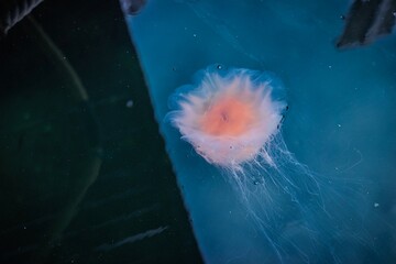 Moon jellyfish floating beside a wooden pier © Johann Kirschneck
