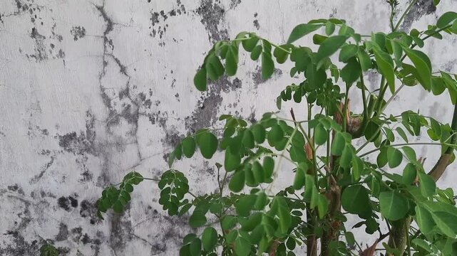 A video of a healthy moringa tree with lush green foliage swaying gently in the outdoor breeze. It is excellent for herbal medicine and as a vegetable.
