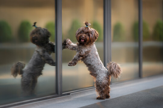 Shaggy brown dog rearing up on its hind legs against a glass door, its reflection mirrored on the surface beside it. Small fluffy terrier-mix puppy playfully reaching up with front paws toward a glass