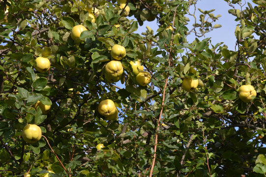 Quitten, l&auml;utend gelb an Baum im Herbst