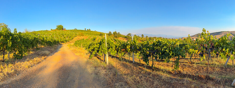 Panoramic vineyard landscape with a winding road in Mirdite