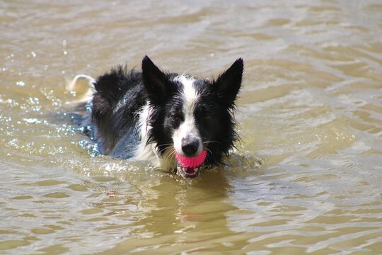 Border Collie Swimming