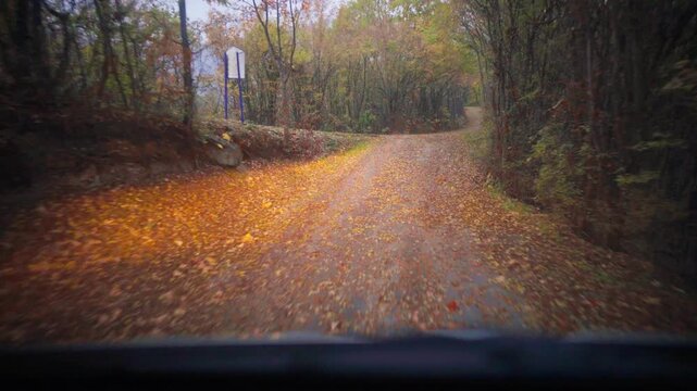 POV dashcam driving along winding country dirt road covered with yellow autumn leaves through dense forest canopy.