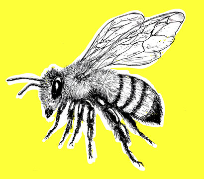 abeja