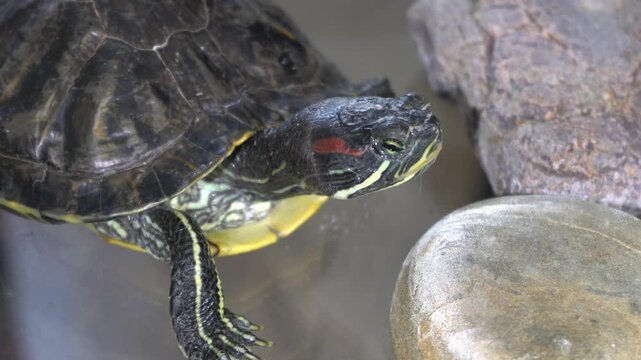 A turtle swims in clear water surrounded by stones and rocks. It moves slowly while looking around in its habitat. The aquarium provides a view of its shell and colors.
