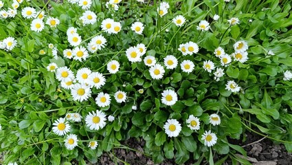 Summer flowers. Bellis perennis. Natural beauty. © Asahihana